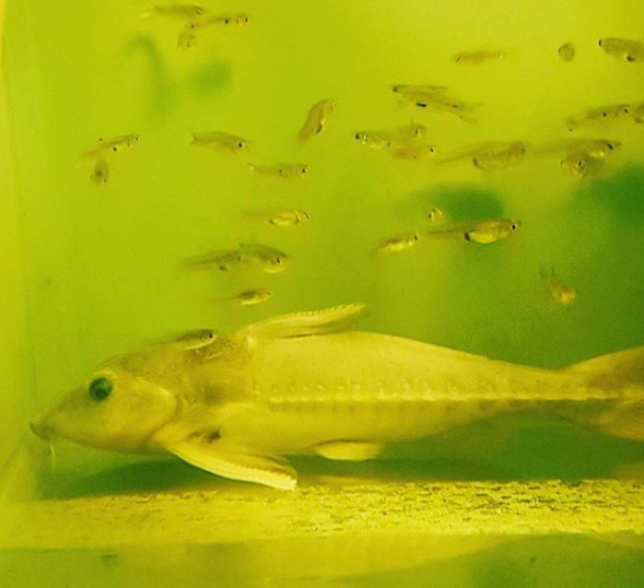 platinum niger catfish.png