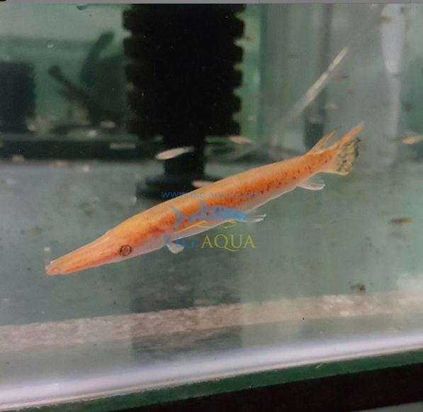 albino alligator gar.png