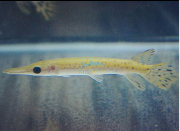 axanthic panda alligator gar.png