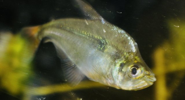 Roeboides wild caught glass headstander tetras | MonsterFishKeepers.com