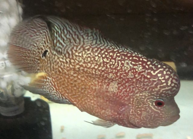 indo cencu flowerhorn