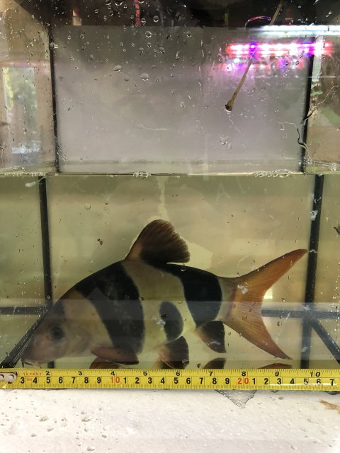 Clown loach best sale for sale