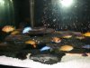 55 Gallon African Cichlids 050.jpg