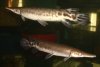 tropical gar 9-23.jpg