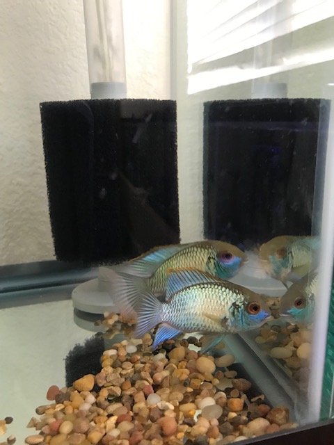 best food for electric blue acara