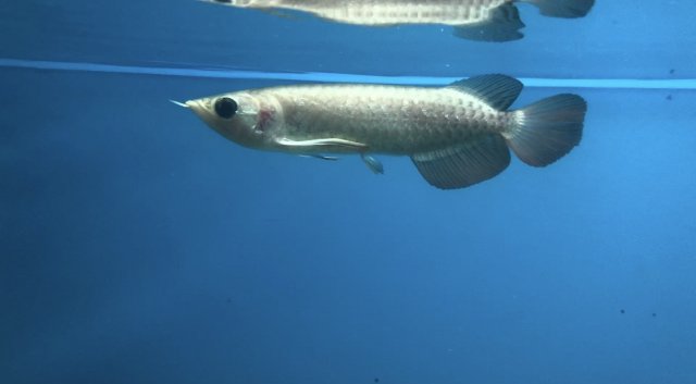 arowana panda