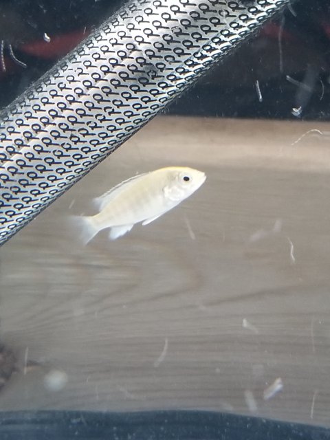 albino electric yellow cichlid