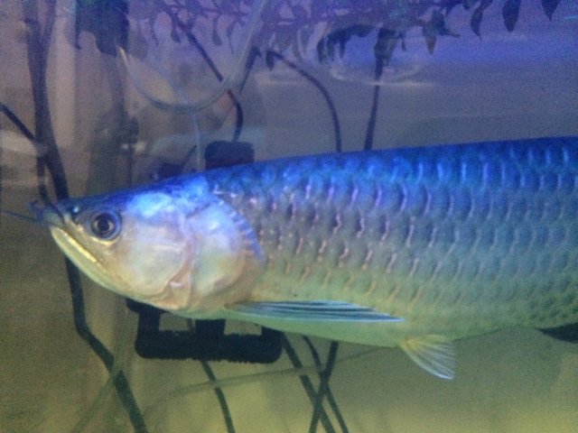 Sick arowana | MonsterFishKeepers.com