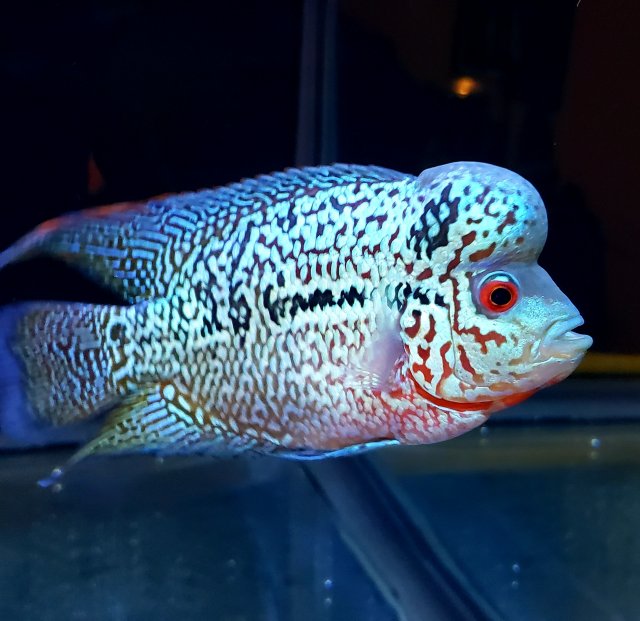 flowerhorn magma