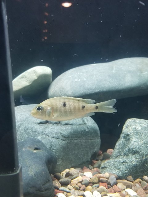 What should I do with poor quality of fish ordered ...