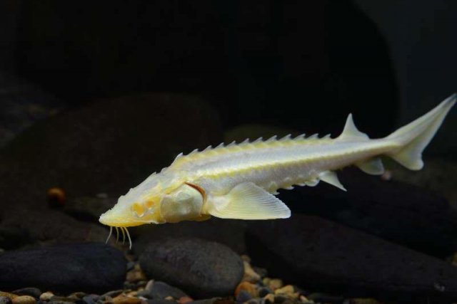 sturgeon morph.jpg