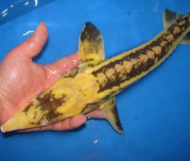 piebald siberian sturgeon.jpg