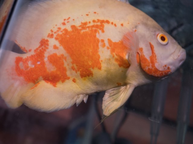 fat oscar fish