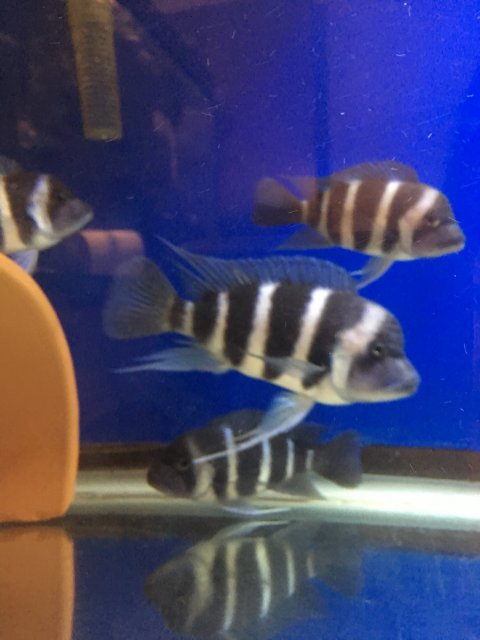 Wild Caught Moba Frontosa For Sale