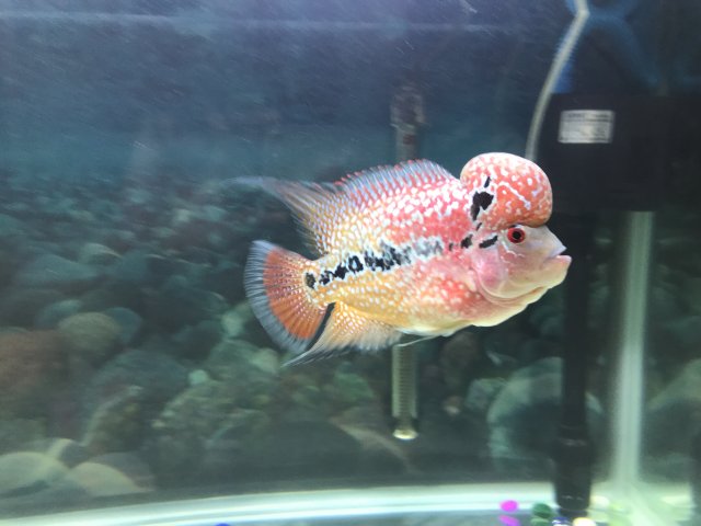 zhen zhou flowerhorn