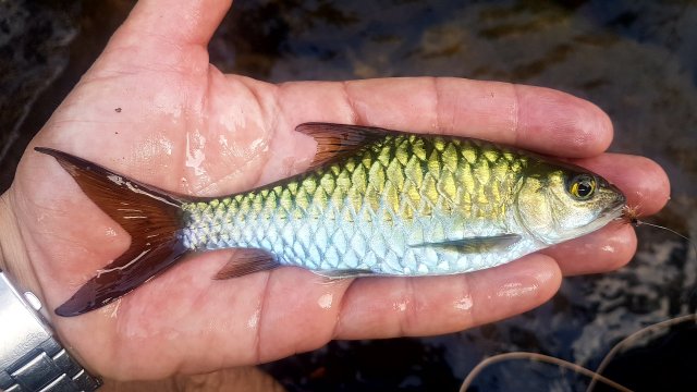 Semah-mahseer3.jpg