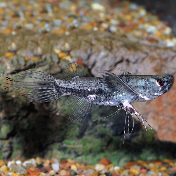 mini arowana fish