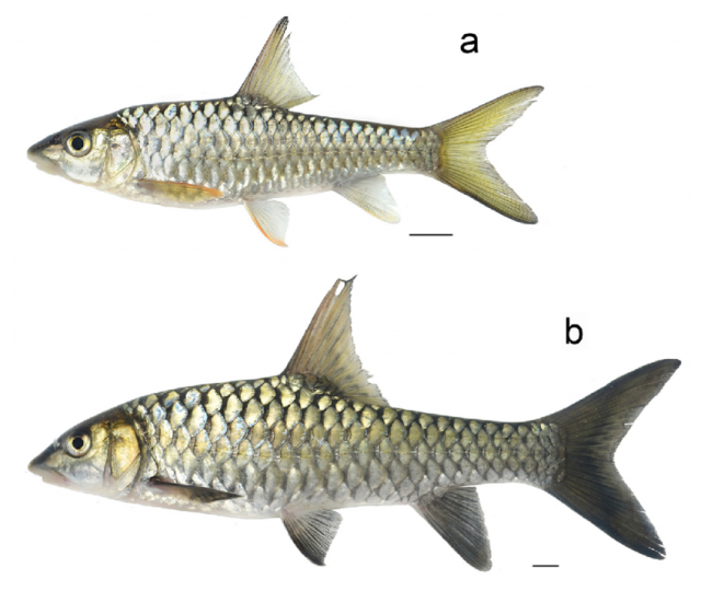 Tor-sinensis-Wu-1977-a-juvenile-UNS00876-98-mm-SL-b-sub-adult-UNS00873-205-mm.png