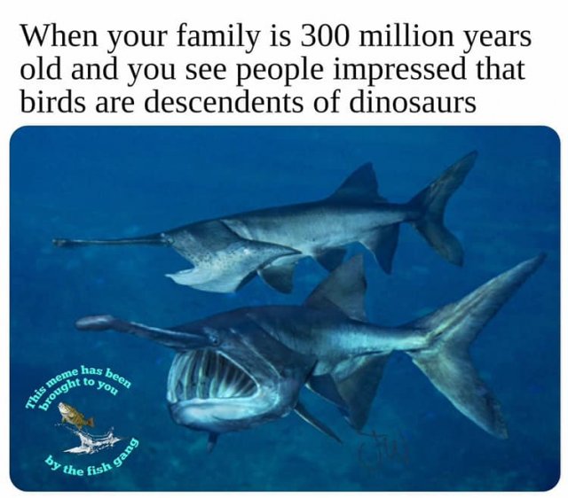 acipenserformes meme.jpg