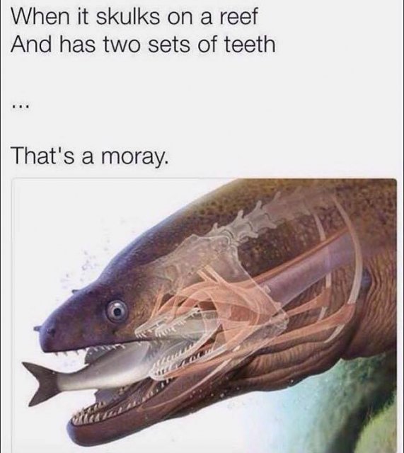 moray.jpg