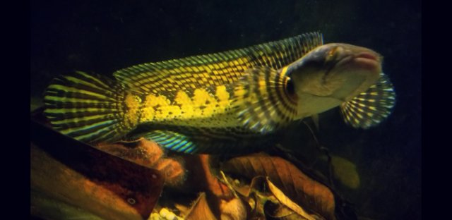 CHANNA SPECIES GUIDE : UPDATE IN PROGRESSION | MonsterFishKeepers.com