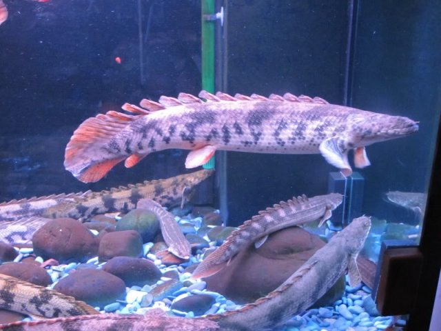 Bichir monster.jpg