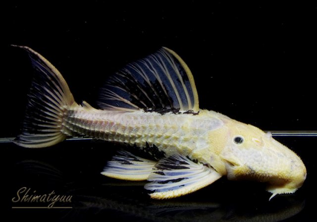 leucistic scarlet pleco.jpg