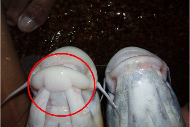 PERBEZAAAN ANTARA TENGAS DAN KELAH.png