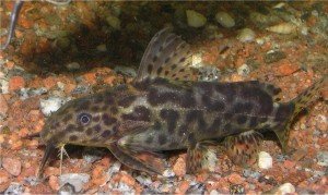 synodontis_waterloti-300x179.jpg