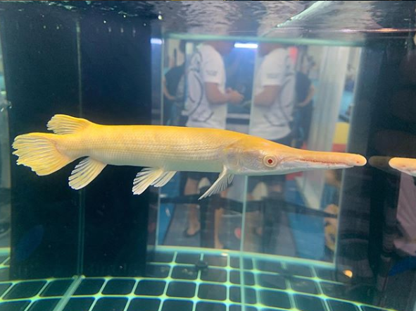 albino alligator gar 1.png