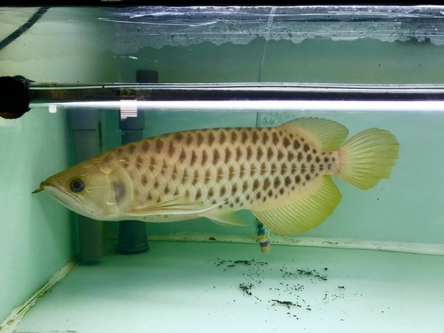 axanthic polkadot arowana 3.jpg