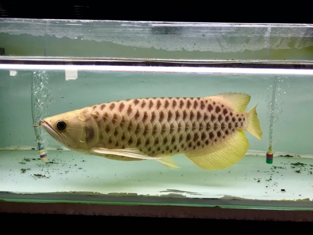 axanthic polkadot arowana 1.jpg