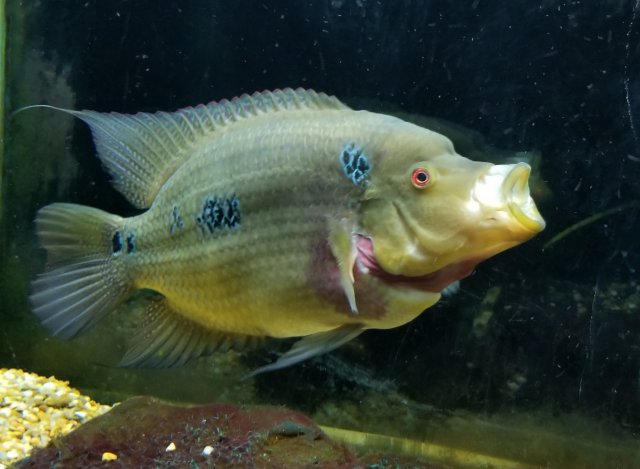 Trimacs Reloaded... | MonsterFishKeepers.com