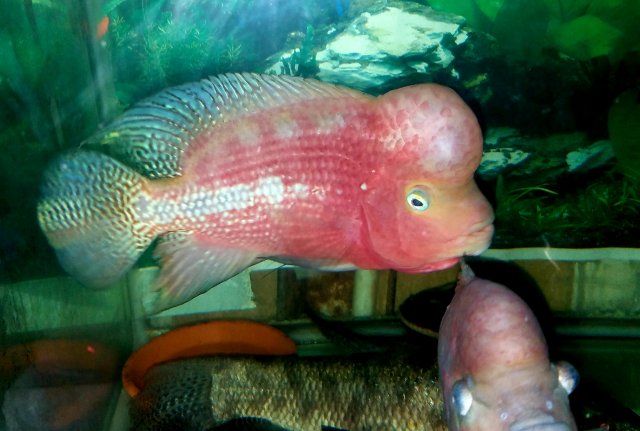 classic kamfa flowerhorn