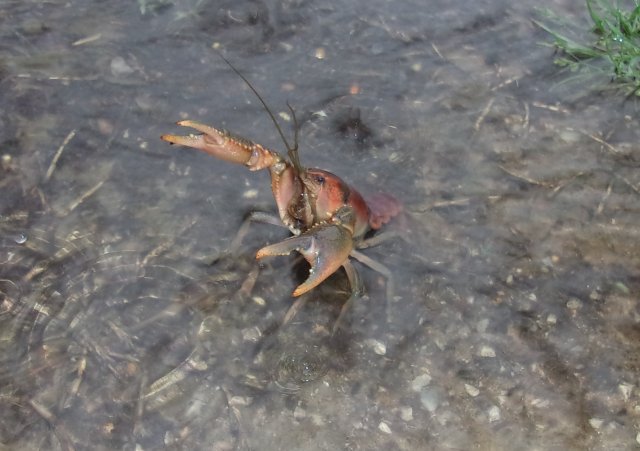 crawdad.JPG