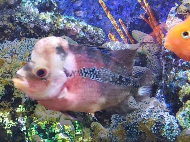 white flowerhorn fish