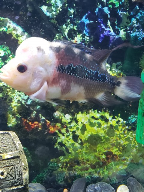 white flowerhorn