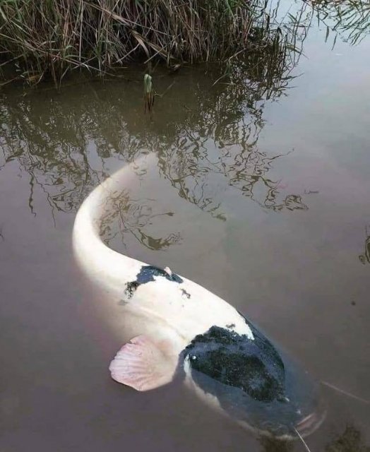 Piebald Wels Catfish.jpg