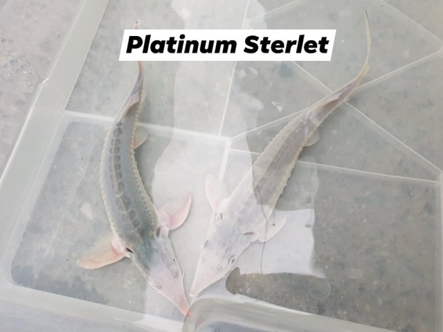 Platinum Sterlet 1.jpg