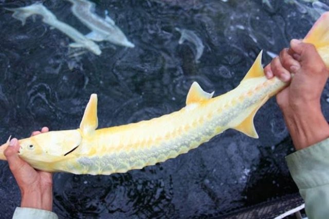 Xanthic Diamond Sturgeon 1.jpg