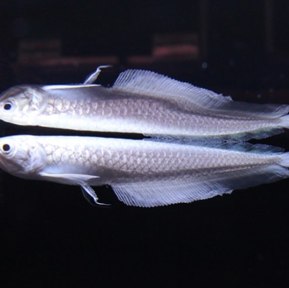 Platinum Black Arowana 1.png