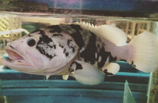 Piebald Grouper.jpg