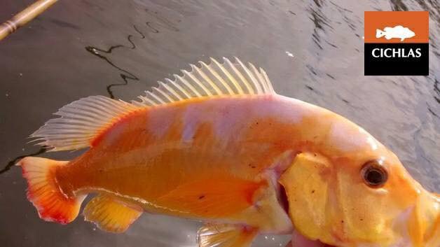 Albino Cichla 1.jpg