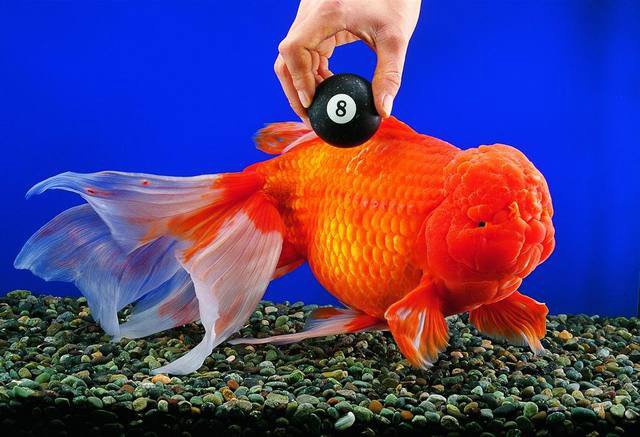 Goldfish-world-record.jpg