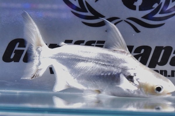 Platinum Pangasius Larnaudii 2.jpg