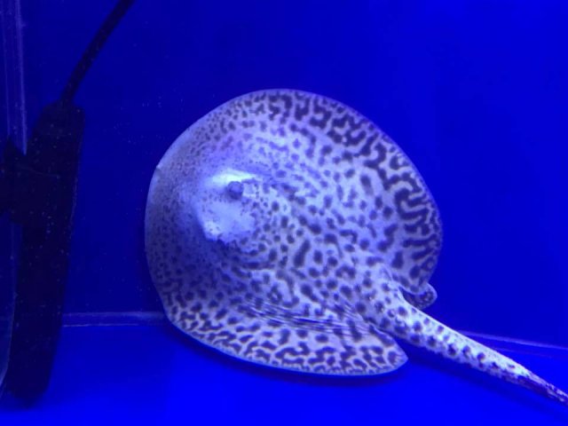 Piebald Pearl Stingray.jpg