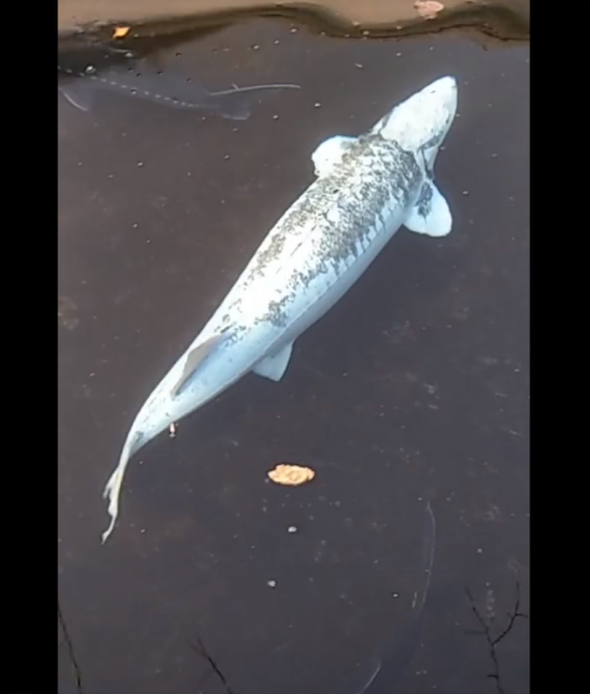 Piebald Sturgeon 2.png