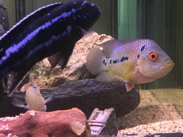 bulging anus treatment flowerhorn