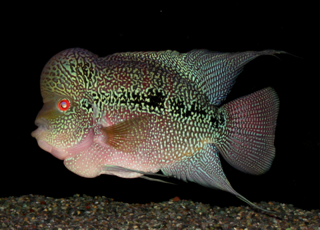 bulging anus treatment flowerhorn