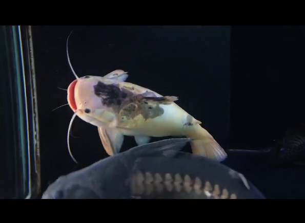 Leucistic Trachycorystes Trachycorystes.png